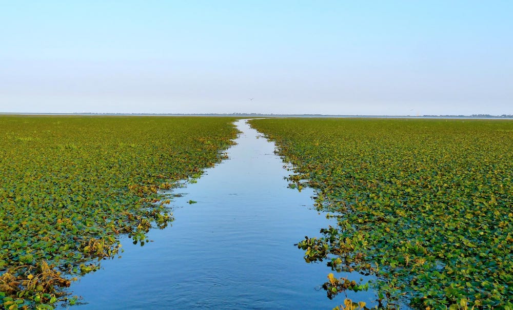 Fotografie excursie cu barca pe lac, canal printre plante