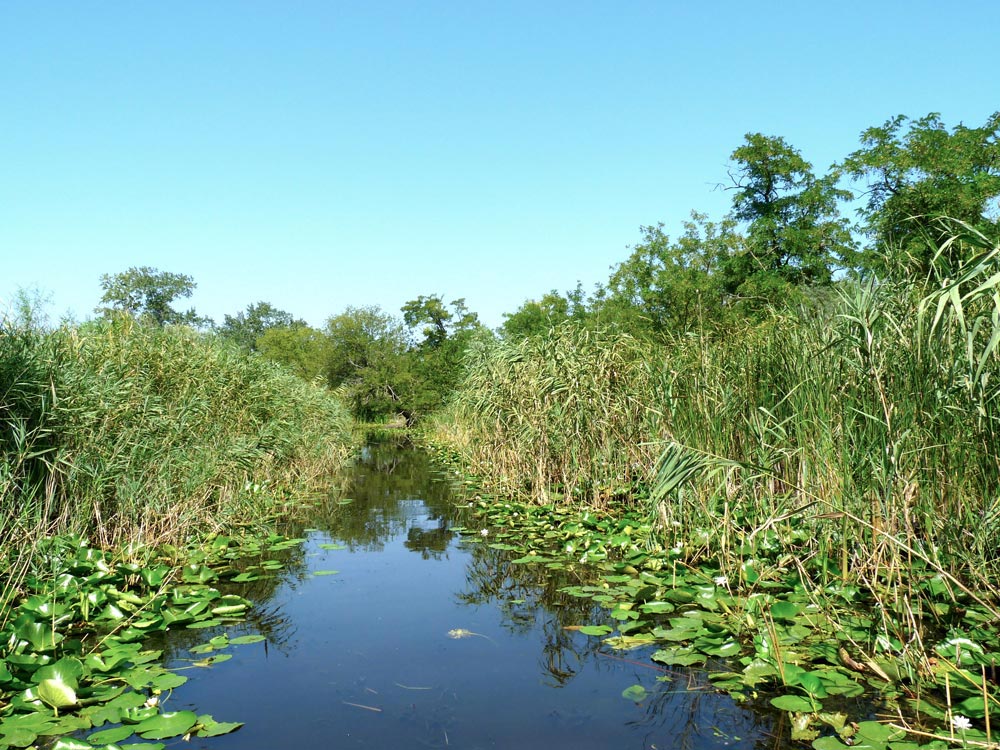 canal cardon