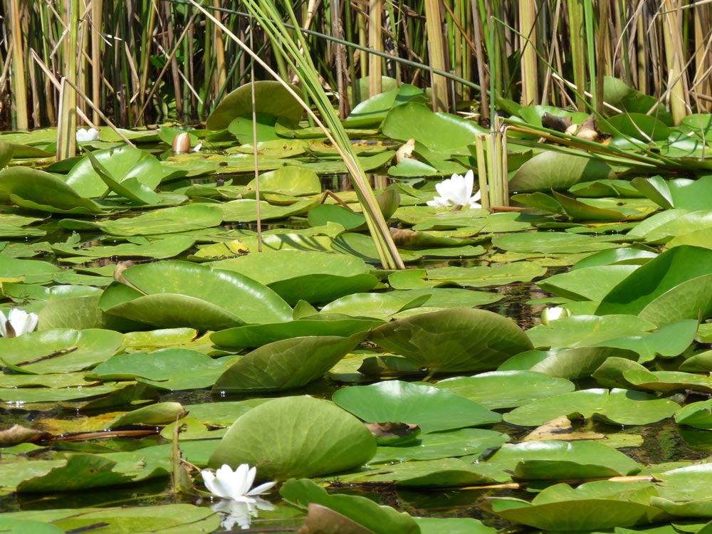 Sulina canal exotic water lilies